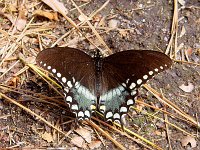 Spicebush Swallowtail